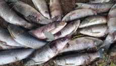 春季魚病的預防措施有哪些？
