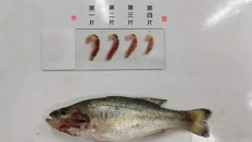 加州鱸魚苗階段指環蟲危害嚴重應該辦？