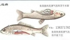 氣泡病對魚苗的成活率有多大？