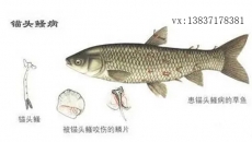 錨頭鳋病如何防治？