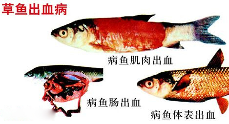 四大家魚白頭白嘴病的預防與治療方法