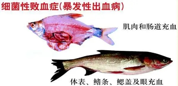 魚類細菌性敗血癥：容易反復不斷根的魚類出血病