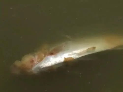 如何有效防治水霉病？