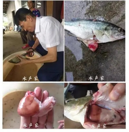 加州鱸魚爆發(fā)病毒性疾病怎么辦