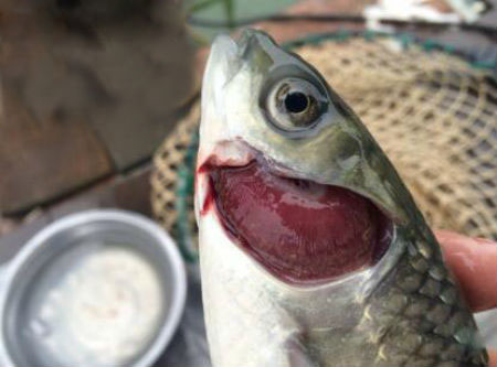 魚爛鰓是什么原因？魚鰓爛了怎么辦？
