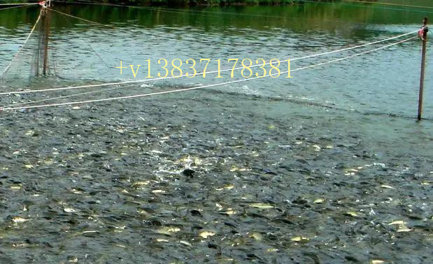 氣溫逐漸升高，如何避免魚類寄生蟲爆發(fā)？