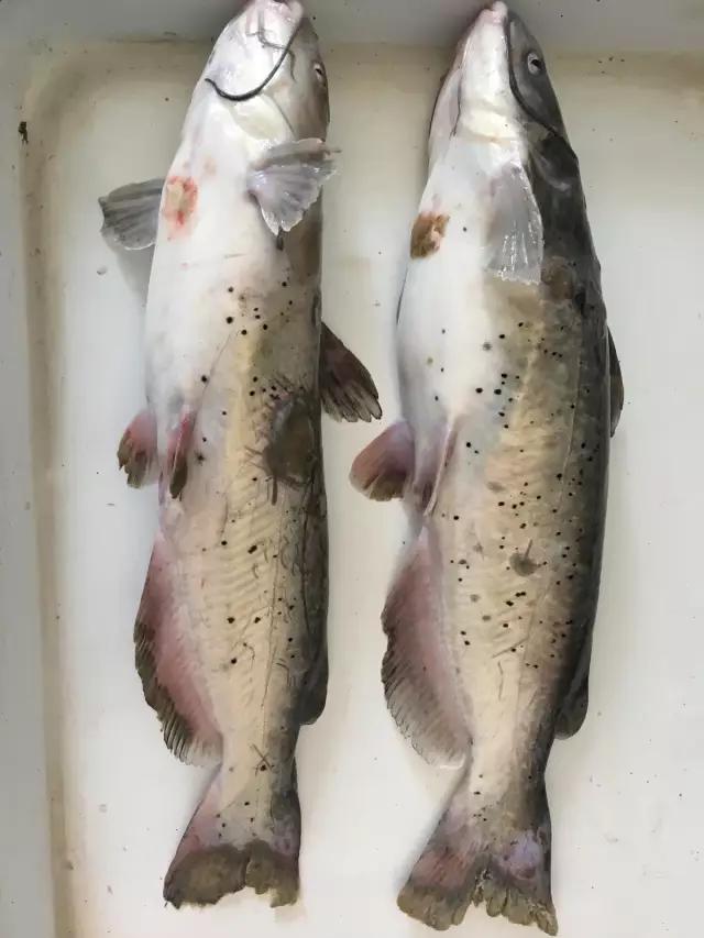 斑點叉尾鮰爛身防治方案有哪些？