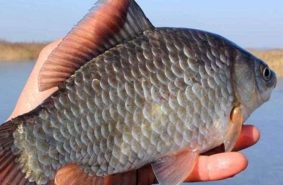 高溫期魚塘重點病害及防控措施