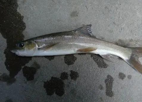 養(yǎng)魚想要保肝護(hù)膽，高產(chǎn)量，你要這樣做!