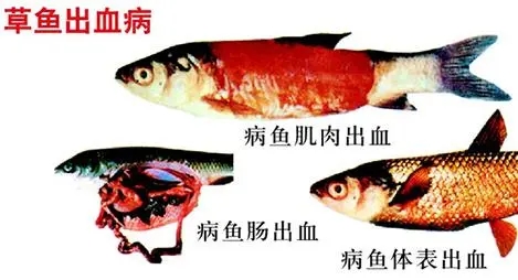 高溫季節草魚出血病高發，如何防治草魚出血病？