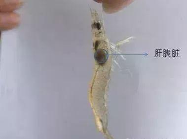 對于南美對蝦肝胰腺您了解多少呢？