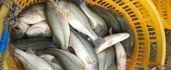 加州鱸高溫期出魚需要注意什么?