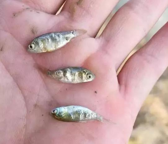殺不死的鯽魚孢子蟲，防治方法都在這里