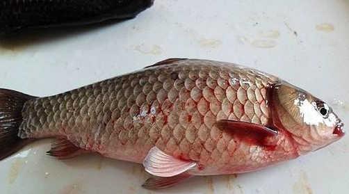 魚類應激性出血癥的防控措施