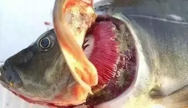 教你如何防治草魚肝膽綜合癥