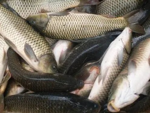 草魚價格上漲，養魚戶如何抓住高魚價？