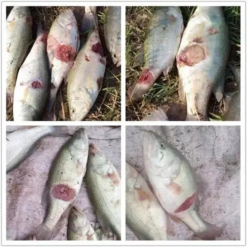 加州鱸爛身你處理對了嗎？