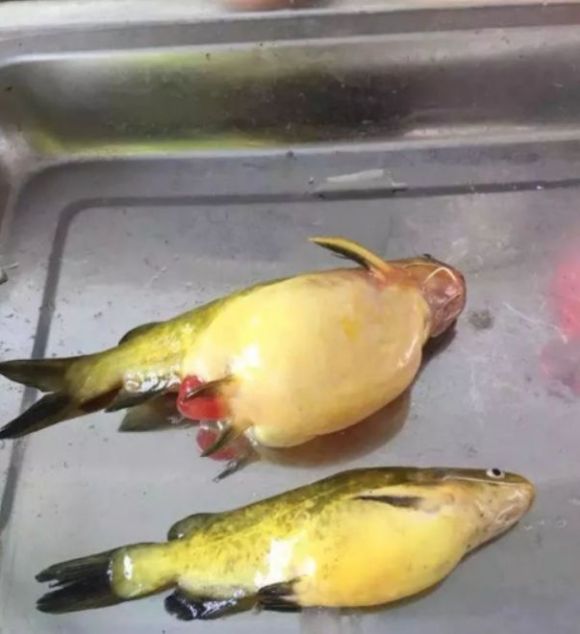 黃顙魚大肚子應從哪些方面防控？