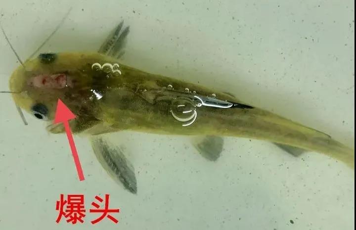 黃顙魚裂頭病防控措施有哪些？