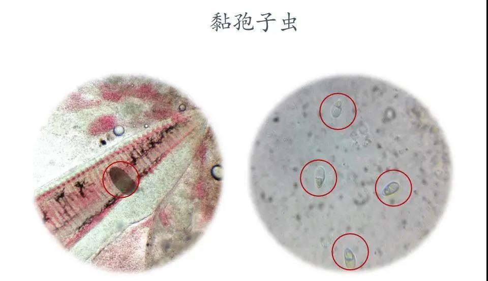 以驅蟲代替殺蟲，徹底解決鯽魚孢子蟲