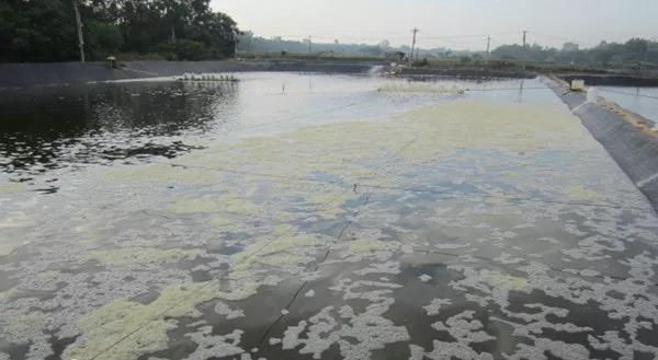 高溫多雨梅雨季，養(yǎng)殖戶應如何順利度過？