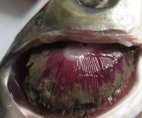 氣溫越來越高，如何治療草魚爛鰓病？