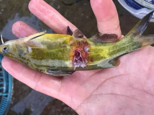 黃顙魚爛身潰瘍是怎么回事？如何預防？