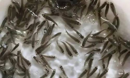 加州鱸魚爛嘴爛尾病的防控思路