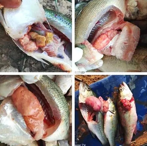 如何安全防控加州鱸細(xì)菌性腸炎病