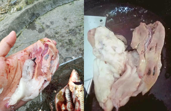 高溫期出魚(yú)應(yīng)激過(guò)強(qiáng)，脫粘、掉鱗、怎么解決？