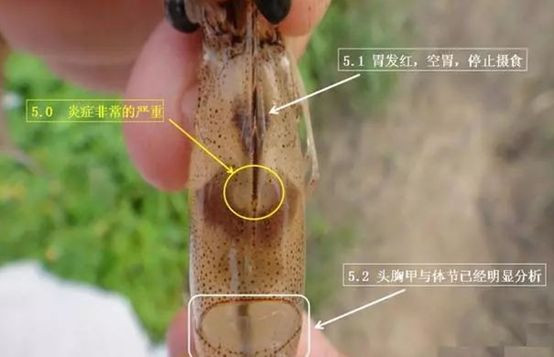 南美白對(duì)蝦急性肝胰腺壞死應(yīng)該怎么辦？