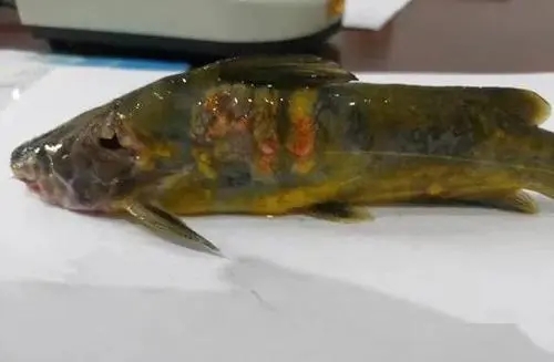 黃顙魚(yú)爛身應(yīng)該如何針對(duì)？