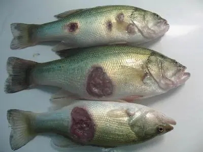 加州鱸出現(xiàn)爛身、潰瘍現(xiàn)象，該怎樣處理？