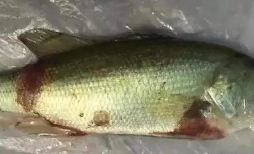 加州鱸爛身腐皮死亡應該如何預防？