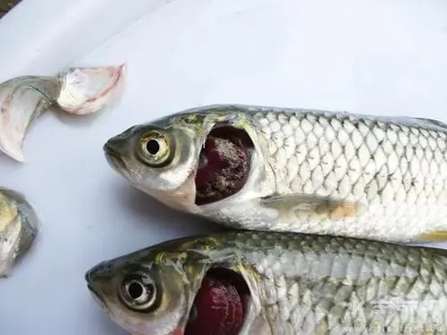 針對草魚爛鰓病應該如何預防？