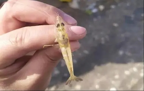 對蝦養殖過程中如何預防對蝦肝腸胞蟲