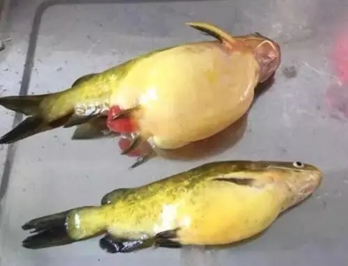 黃顙魚腹水病的發病原因和防治方法