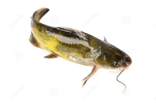 黃顙魚養(yǎng)殖中后期應(yīng)該如何做好池塘管理