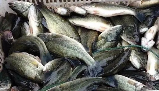 如何避免加州鱸出魚時(shí)出現(xiàn)應(yīng)激反應(yīng)呢？