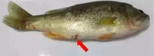 如何預(yù)防加州鱸腸炎病
