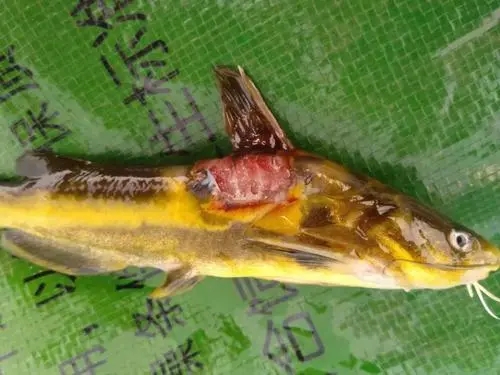 黃顙魚爛身你還不知道該怎么治嗎？