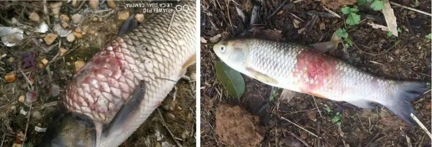 草魚出血病的發(fā)病原因以及防治方法