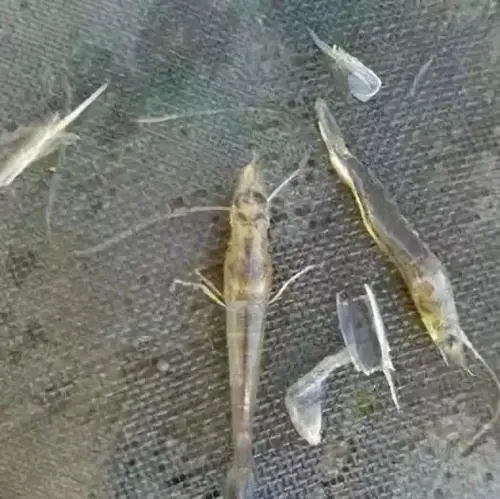南美白對蝦蛻殼難，蛻殼慢究竟是什么原因造成的呢？