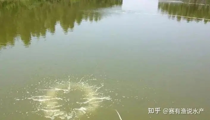 秋分前后水產養(yǎng)殖應該從哪些方面做好預防管理？這幾點值得借鑒 ...