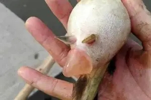 加州鱸爛身花身病頻發(fā)，養(yǎng)殖戶如何應對？