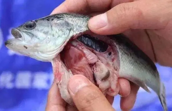加州鱸養(yǎng)殖過程中出現(xiàn)肝膽疾病怎么辦？如何保護加州鱸肝臟？ ...