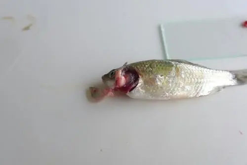 鯽魚頭號殺手——孢子蟲爆發，如何防治？
