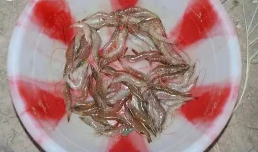 南美白對蝦爆發病毒病了怎么辦？養殖戶要注意什么？