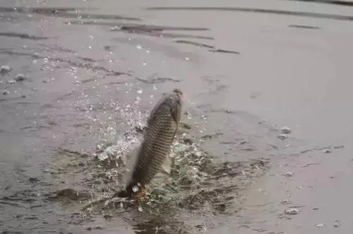 如何提高魚體成活率，降低魚類越冬掉膘？
