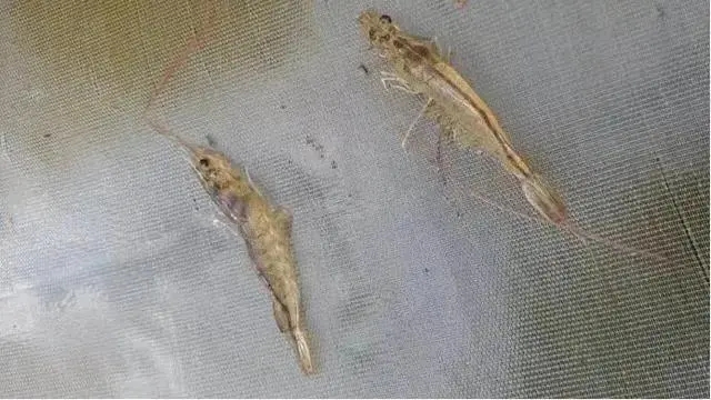 入秋后對蝦應激反應嚴重？做好這幾點，提高對蝦抗應激能力 ...